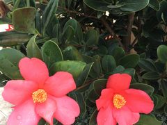 -凯利酒店自助餐(元美中路店)