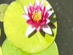 android_upload_pic-文瀛公园