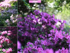 -广富林郊野公园