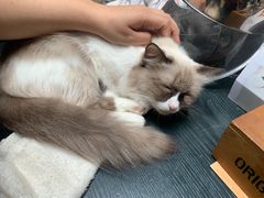 -猫色咖啡·猫咖