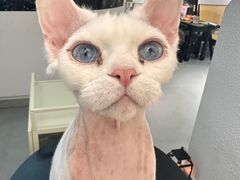 -琪喵猫屋·撸猫猫咖·猫舍