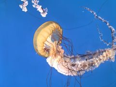 -太平洋海底世界