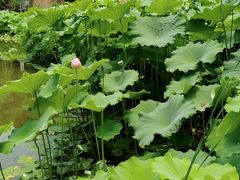 -陈家山荷花公园