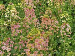 -中国天府农业博览园