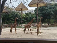 -深圳野生动物园