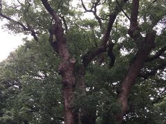 -普陀山风景名胜区-法雨禅寺