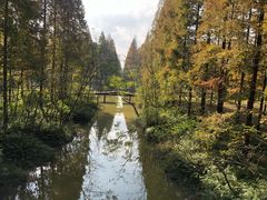 -黄海国家森林公园