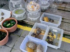 -青石桥花鸟鱼虫市场(叠翠城店)