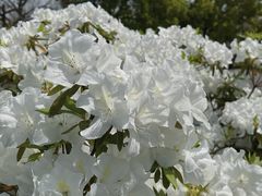 -上海滨江森林公园