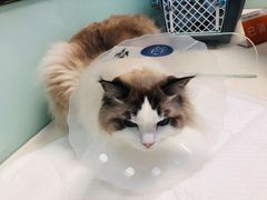 -纳吉亚猫专科动物诊疗中心(蒋宅口分院)