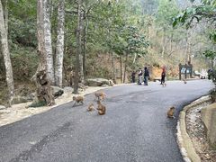-姑婆山旅游区