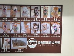 -逗柴咖啡屋·狗咖猫咖宠物桌游