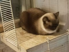 -猫咪博物馆(顶澳仔猫街店)