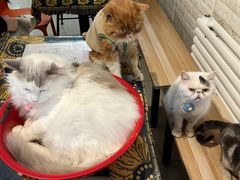 -平行世界·猫咖(首经贸店)