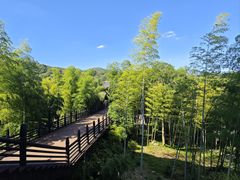 -大唐贡茶院