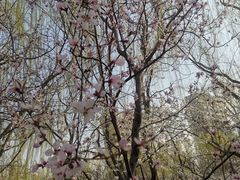 -桃花堤公园