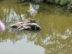 -上海野生动物园