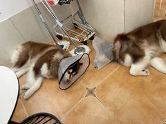 -Let's go狗咖·猫咖·奶狗·桌游(春熙路IFS店)