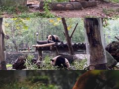 -都江堰中华大熊猫苑