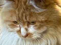 -BABIT巴比特宠物(MOMOPARK店)