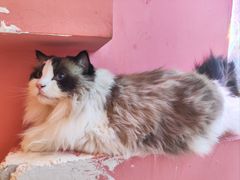 -藏猫猫咖啡主题馆(中央大道店)