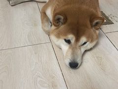 -纳吉亚猫专科动物医院·北北分院