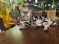 -咖法森林·咖啡  酒吧(天河店)