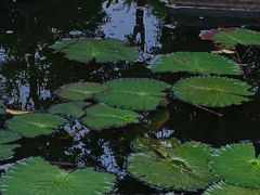 -深圳国际园林花卉博览园