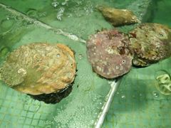 -新海利海鲜城·41年珠海老字号(夏湾店)
