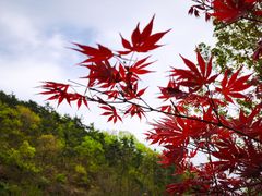 -棒棰岛宾馆景区