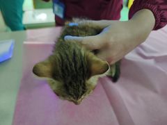 -北京观赏动物医院·24小时大型综合·猫专科·异宠专科