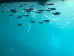 -海棠湾洲际-涛·海底餐厅·美人鱼·自助餐·海底隧道