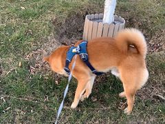 -北京京卫宠物寄养训练中心