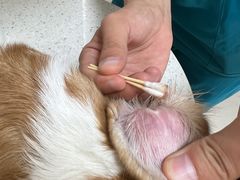 -美联众合动物医院·24h京西诊疗中心