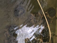 -龟场私房菜