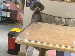 -小呆的宠物店·宠物售卖·宠物寄养(城西店)