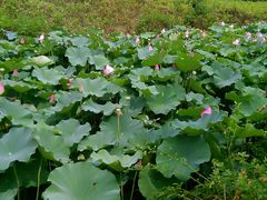 荷花-白塘生态植物园