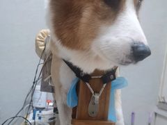 -关爱动物医院·心脏·中兽医·异宠(金牛路分院)