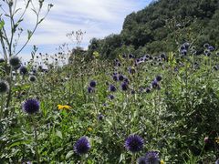 -白草畔自然风景区