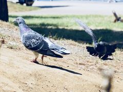 -台场海滨公园船码头