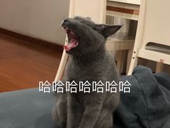 -心语宠物医院·急重症转诊中心·瑞辰华诺(南青路店)