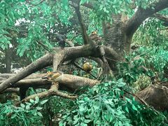 -西霞口神雕山野生动物世界