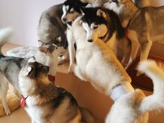 -Husky Go! 哈士奇体验馆·宠物咖啡厅狗咖