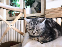 -海边的猫和咖啡馆