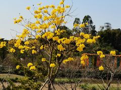 -天适樱花悠乐园