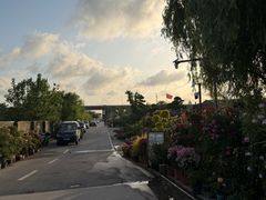 -龙大花卉苗木市场