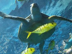 -太平洋海底世界