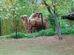 -深圳野生动物园