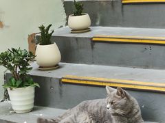 -猫岛主趣味餐厅(鼓浪屿店)