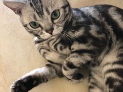 -猫大福·Fortune Cat猫舍(百子湾店)